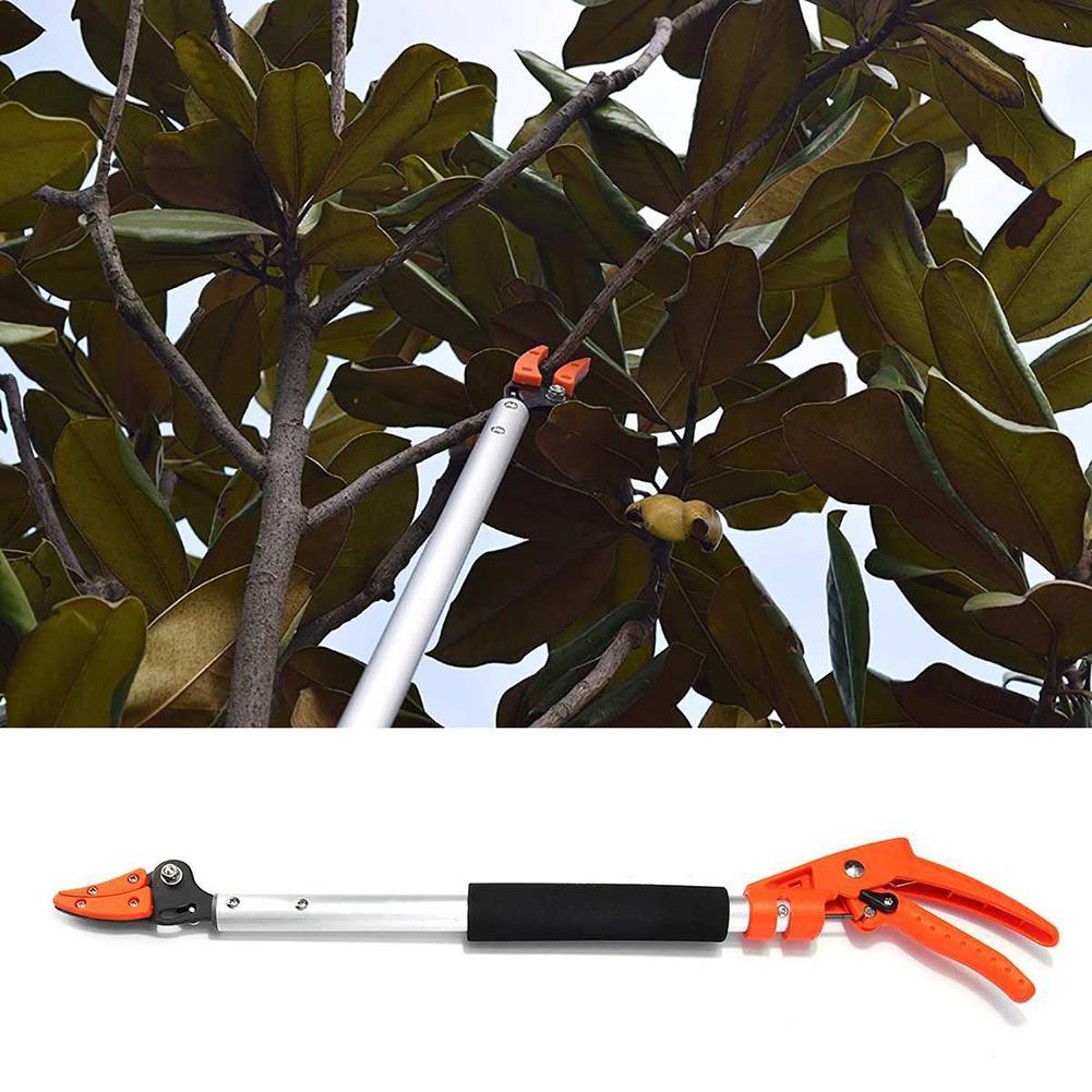 Pruning Scissors For Growing Fruit Trees
